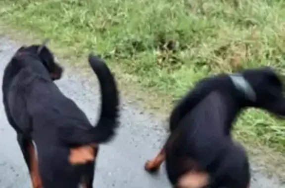 Chien trouvé Saint-Gildas-des-Bois, photo: Deux Beaucerons trouvés à St. Gildas
