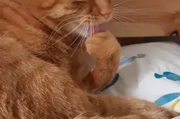 Animaux perdus Antony, photo: Chat roux mâle disparu à Antony