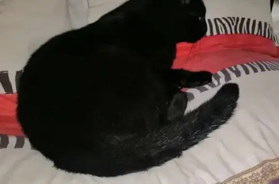 Gros chat noir trouvé, gentil mais peureux - photo