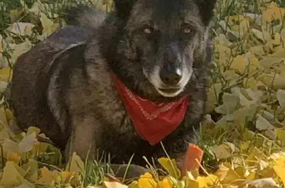 Chien perdu Fuveau, photo : Chienne Malinois perdue entre Gréasque et Fuveau