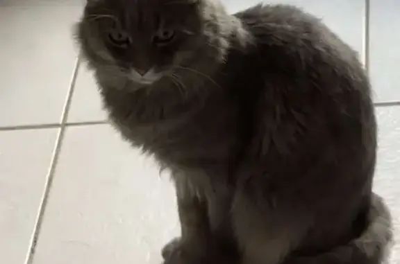 Chat perdu, Reims, photo: Chat gris Hermès disparu à Reims