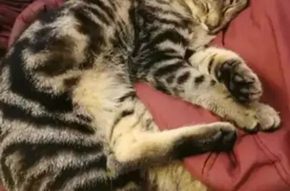 Urgent : Chat perdu, besoin de soins - photo