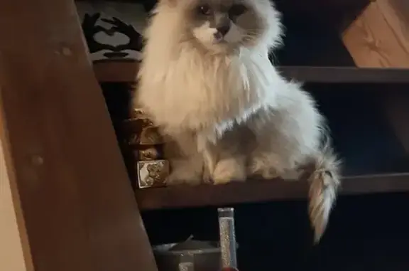 Chat trouvé , photo: Chatte âgée trouvée à Nordausques