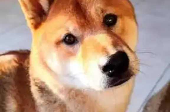 Animaux perdus Bon-Encontre, photo: Shiba inu roux disparu à Bon-Encontre