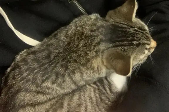 Lost Grey Tabby Kitten in McLean Woods