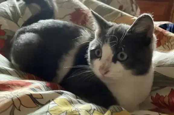 Chaton blanc et gris perdu en Auvergne - photo