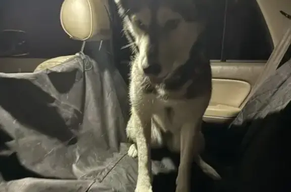 Found: Young Female Husky in G...