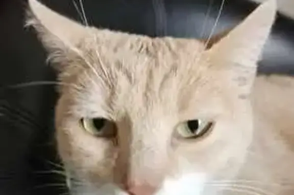 Animaux trouvés Le Puy-en-Velay, photo: Chat trouvé : jeune, collier cuir, couleur sable