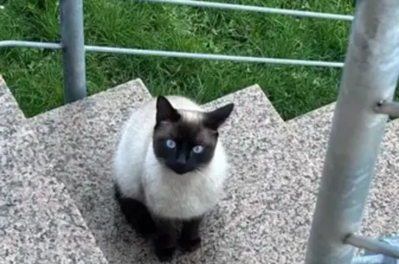 Animaux trouvés Barr, photo: Chat sociable trouvé à Barr, Rue de la Vallée