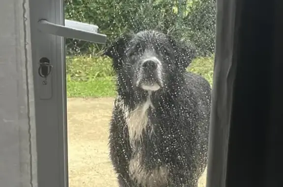 Chien noir errant, mâle, Cour des Varvarins - photo