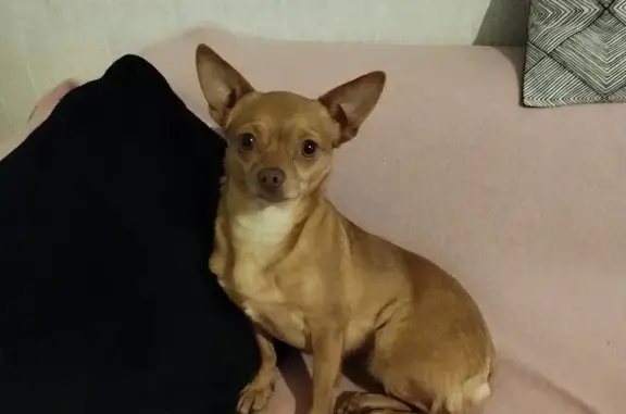 Chien perdu Le Creusot, photo : Chihuahua fauve perdue au Creusot