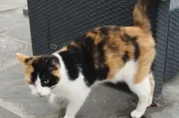 Chat tricolore trouvé à Villeneuve-sur-Aisne - photo