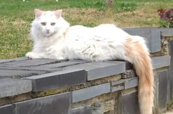 Animaux perdus , photo: Chat angora blanc perdu à Brissac-Loire