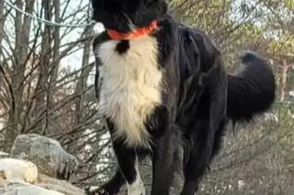 Chien perdu Saint-Rémy-en-Rollat, photo : Chienne Janka perdue à Saint-Remy