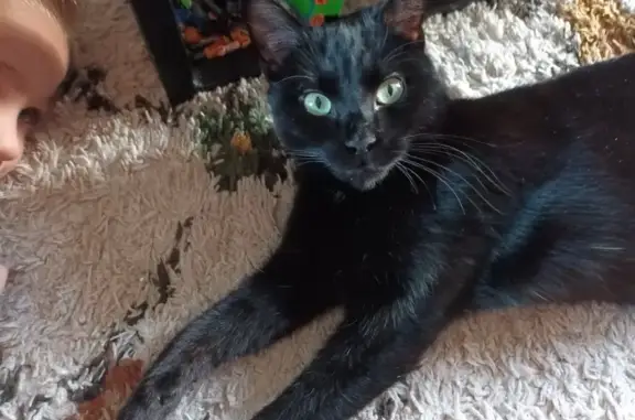 Jeune chat noir perdu à Aurillac - photo