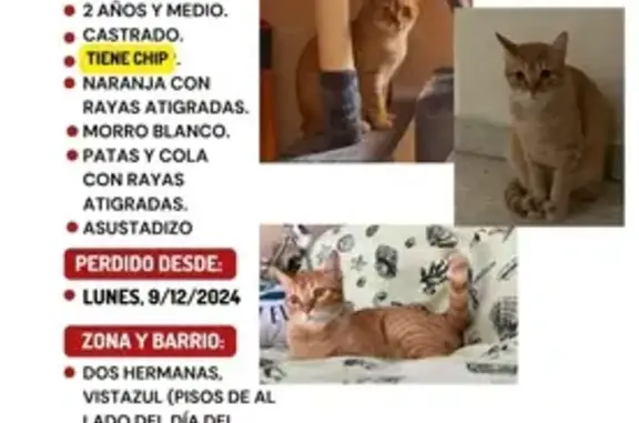 Gatito Anaranjado Perdido en Dos Hermanas