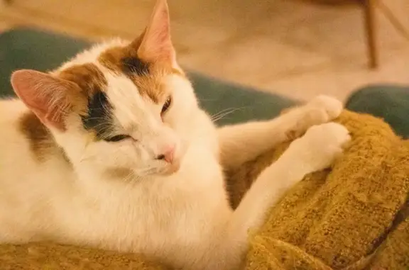 Chat perdu, Pleurtuit, photo: Chatte tricolore perdue à Pleurtuit