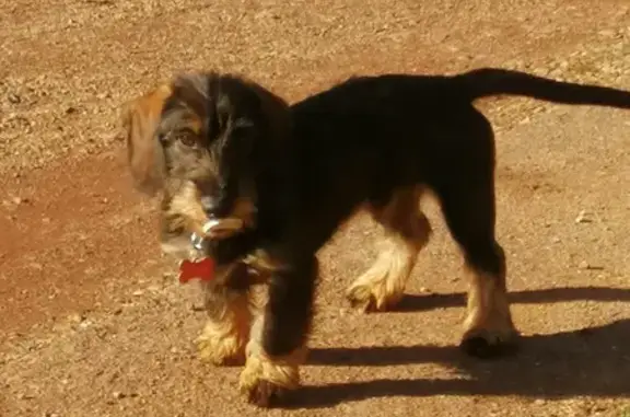 Chien perdu Mons, photo : Chien perdu : Calou, 6 mois, collier rouge
