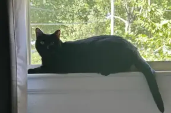 Lost Black Cat in Denver: Help...