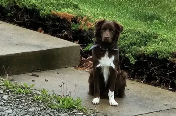 Lost Aussie Theo: Brown & White, Penn Twp