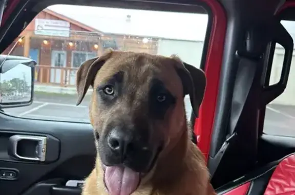 Found: Young Tan Male Dog, Sams Creek