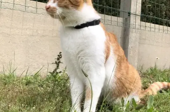 Animaux perdus Eysines, photo: Chat perdu : Miguel, 3 ans, orange et blanc