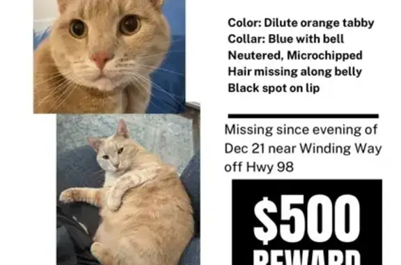 Lost Dilute Tabby: Blue Collar...