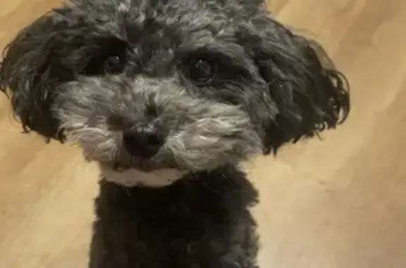 Lost Skittish Toy Poodle in Wi...