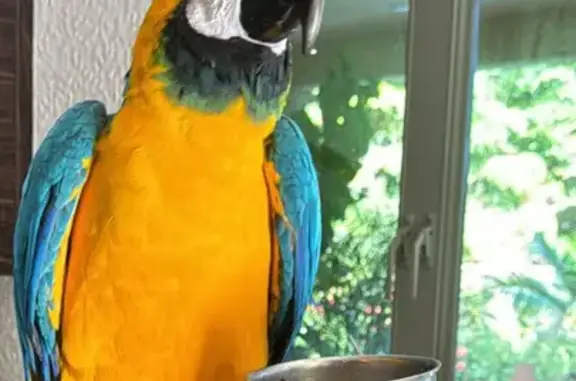 Lost Macaw: $2500 Reward in Co...