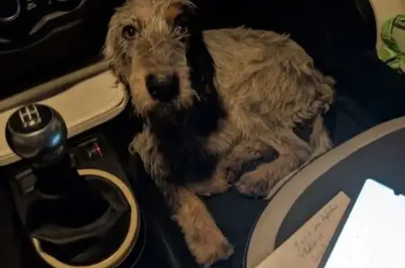 Chienne griffon trouvée à Cabrières - photo