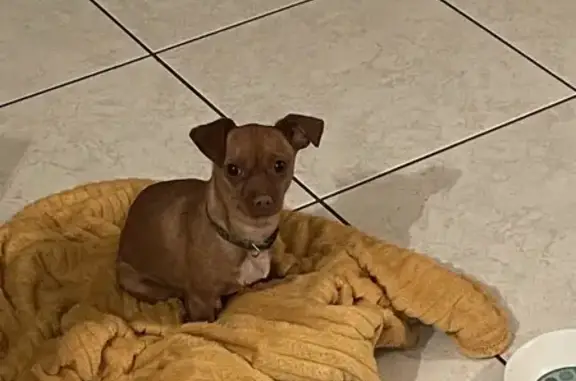 Chien trouvé Le Bignon, photo: Deux chiens perdus secourus à La Musse