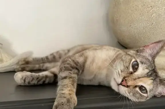 Chatte perdue, blanche/crème, Grasse - photo