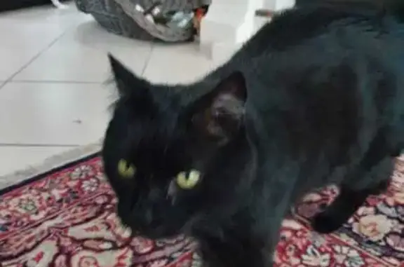 Chat perdu, Tremblay-en-France, photo: Chat noir 15 ans disparu à Tremblay