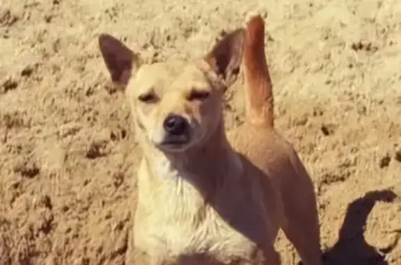 Chien perdu , photo : Chienne disparue à Bessay : Lulu, 8 ans
