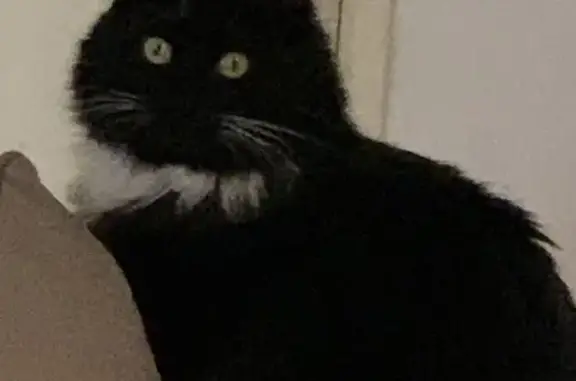 Chat noir 3 ans disparu à Bollène - photo