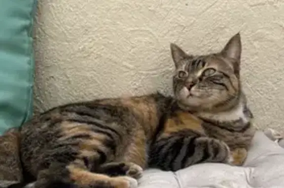 Chat perdu, Nîmes, photo: Chatte disparue à Nîmes, rue Lavastre