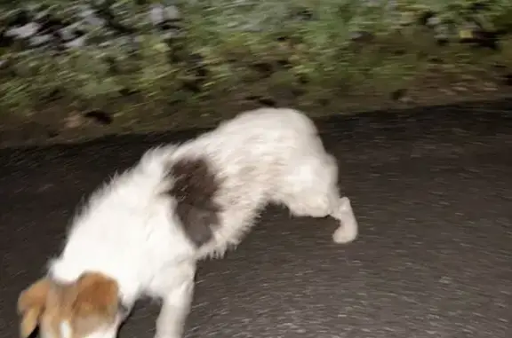 Chien trouvé Hadol, photo: Chien trouvé Route de Dinozé, Hadol