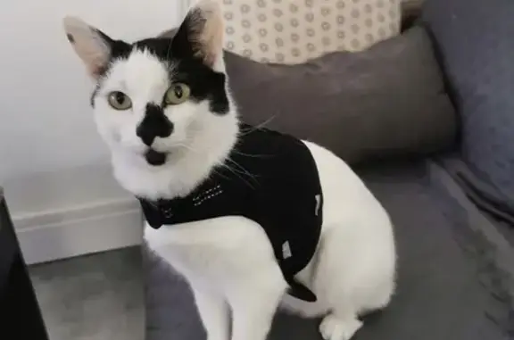 Animaux perdus Saint-Sulpice-les-Feuilles, photo: Chatte perdue A20, blanche et noire