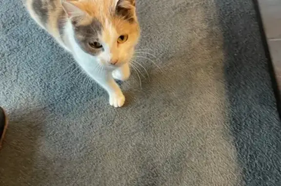 Chat trouvé à Laval, femelle docile - photo