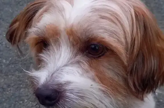 Chien Shih Tzu Guizmo perdu à Vernantes - photo