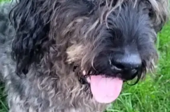 Animaux perdus , photo: Chien perdu, 16 ans, aveugle et sourd
