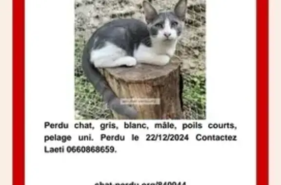 Animaux perdus Nice, photo: Chat gris et blanc perdu à Nice