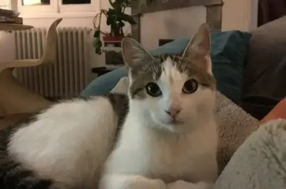 Chat perdu, Ciboure, photo: Chatte mince Onie perdue à Ciboure
