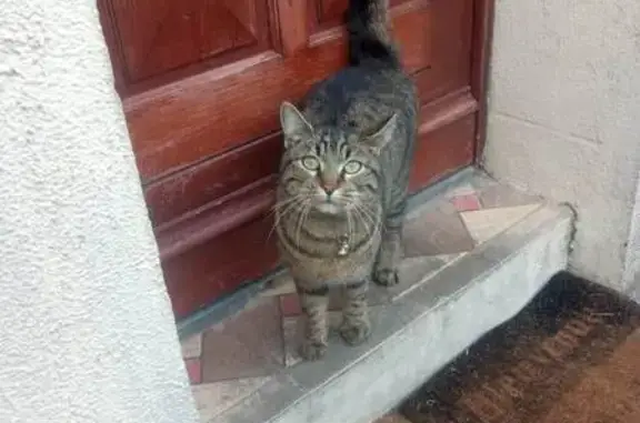 Animaux perdus Bordeaux, photo: Chat noir-marron perdu à Bordeaux