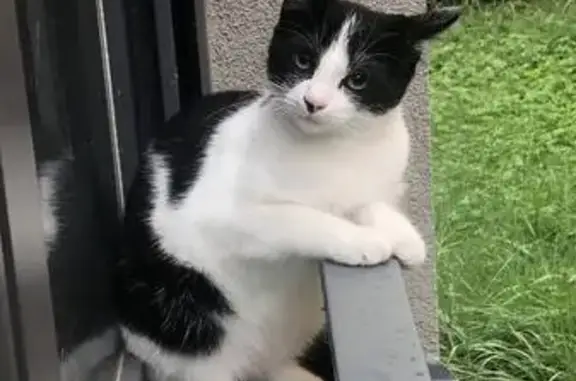 Jeune chat noir et blanc trouvé à Lyon - photo