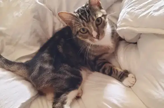 Chat perdu, Saint-Georges-des-Coteaux, photo: Chat mâle perdu sur RN137, St-Georges