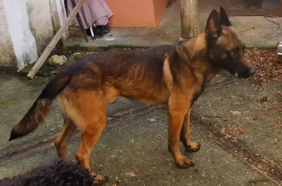 Chien trouvé , photo: Malinois mâle trouvé à Préguillac