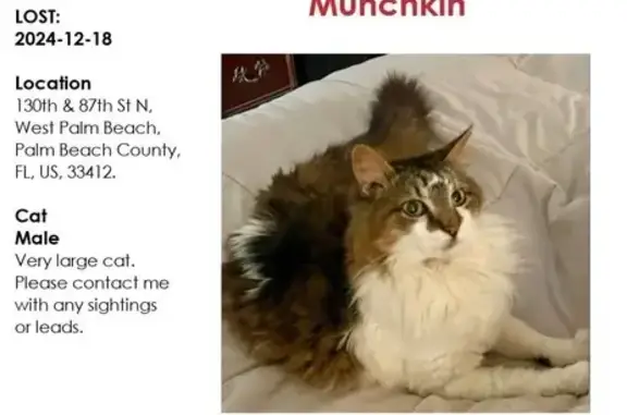 Lost Maine Coon Mix on 87th St...