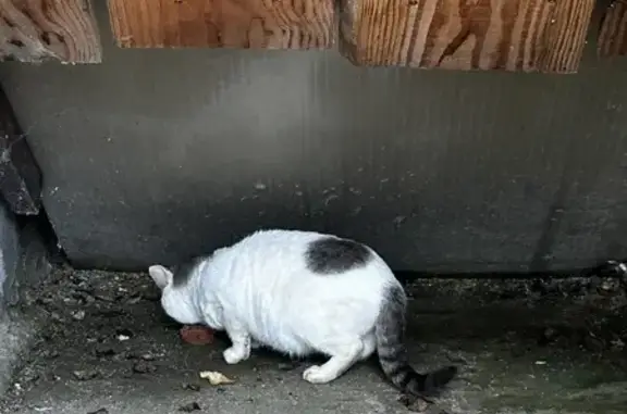 Chat trouvé, non identifié, affamé à Lempaut - photo