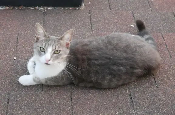 Chatte Européenne grise/blanche perdue - photo
